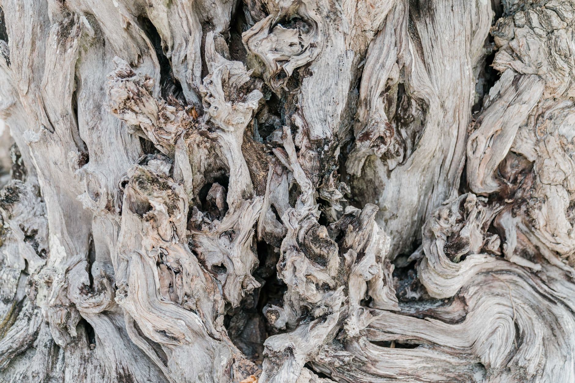 Antique Olive Trees and Ancient Grove Walks, Turkey — Walk among millennia-old olive trees where Anatolia's living agricultural heritage still fruits each autumn