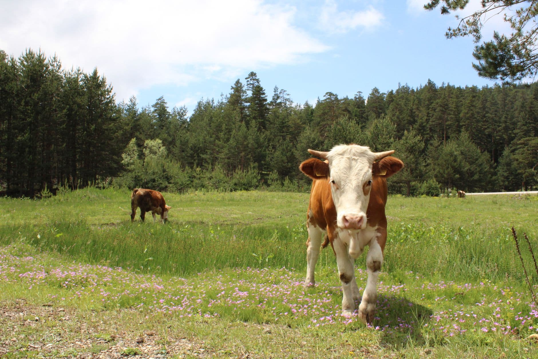 The Türkmen Highlands and Western Taurus Yaylas, Turkey — Cool mountain air, wood-fired breakfasts and warm highland hospitality in Türkiye's western Taurus
